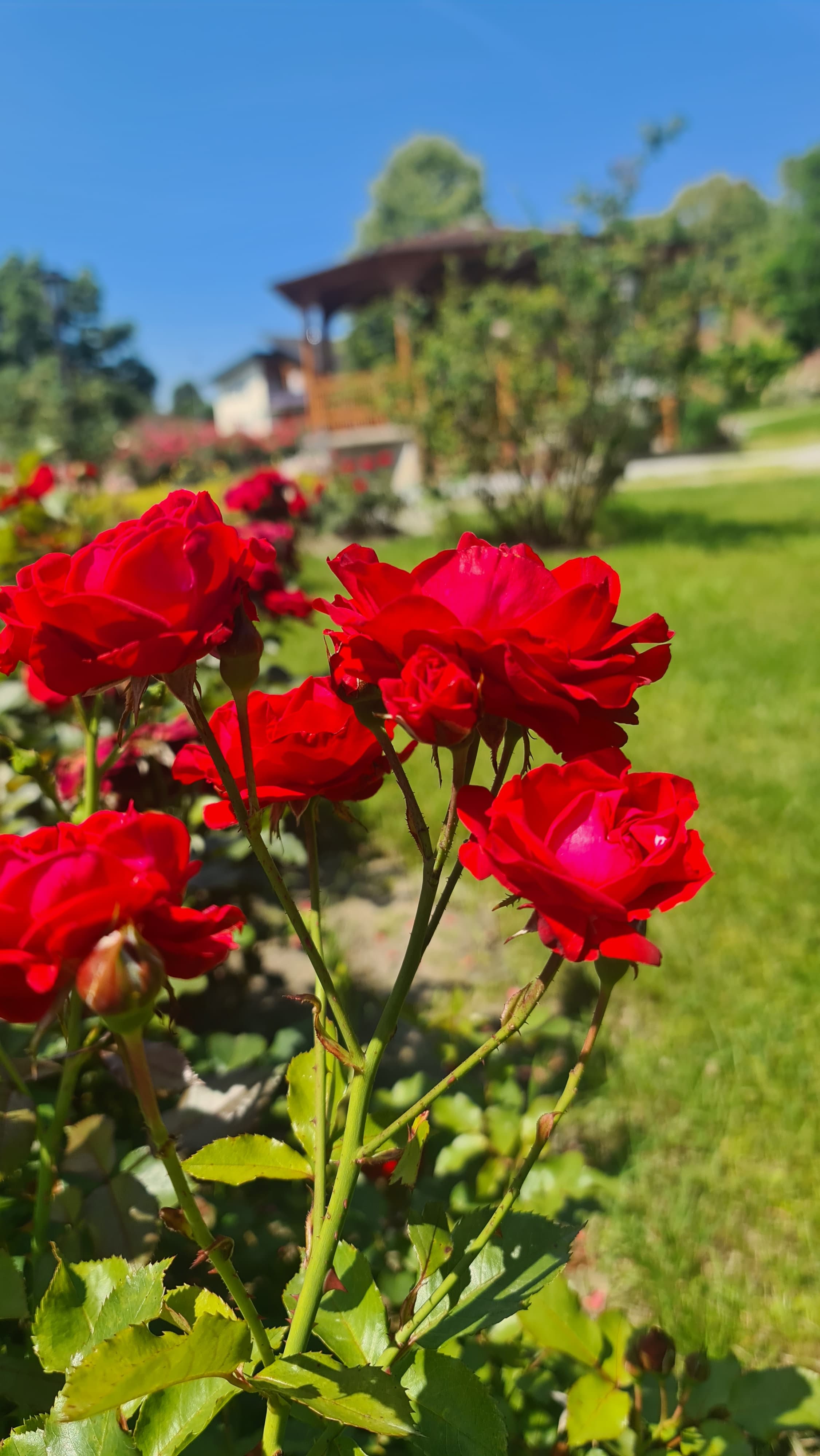 Rosenpflege in St. Stefan im Rosental