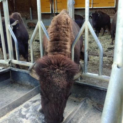 2020 08 26 Bison 4