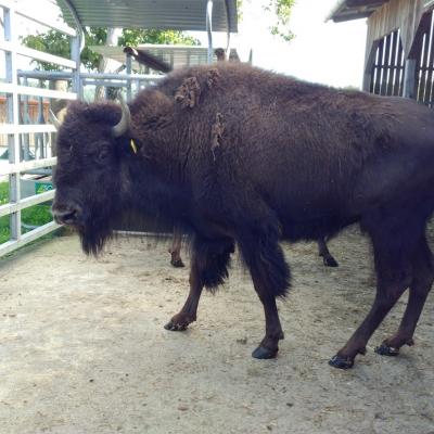 2020 08 26 Bison 5